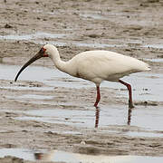 Ibis blanc