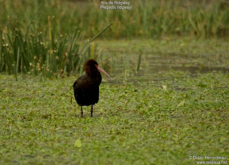 Puna Ibis