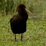 Puna Ibis