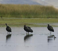 Puna Ibis