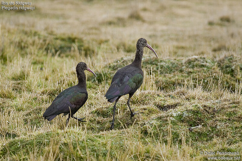 Puna Ibis, identification