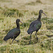 Puna Ibis