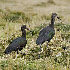 Ibis de Ridgway