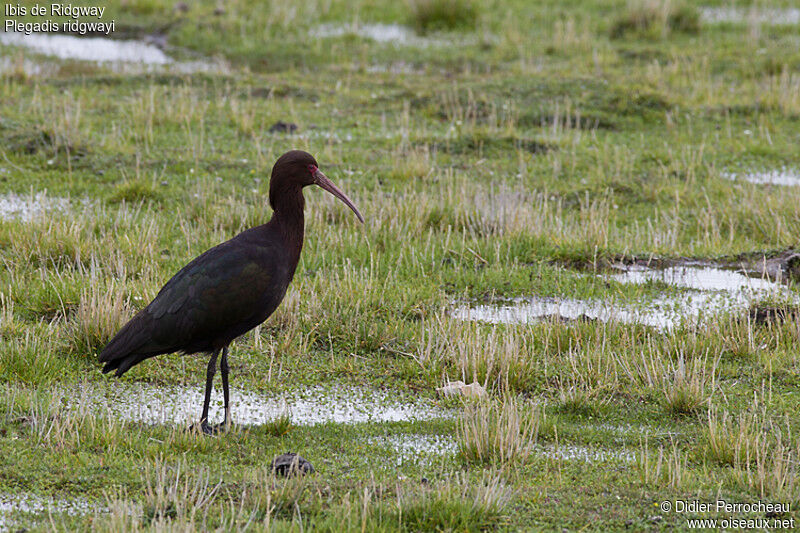 Puna Ibis