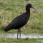 Puna Ibis