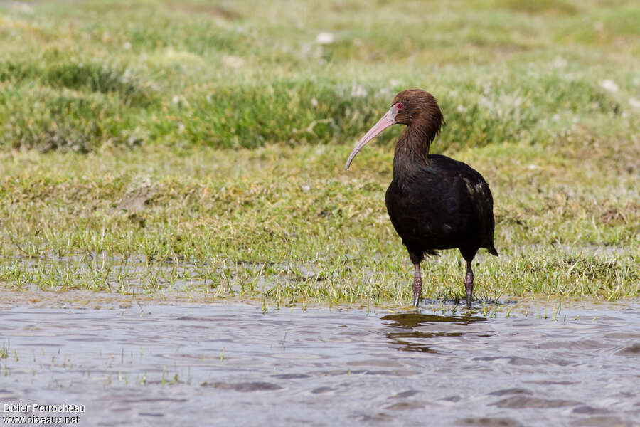 Puna Ibisadult, Behaviour