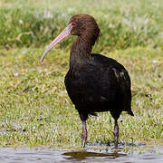 Puna Ibis