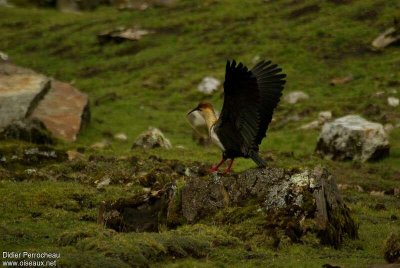 Andean Ibisadult, identification