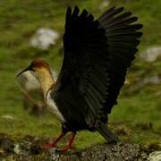 Andean Ibis