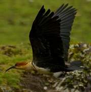 Andean Ibis