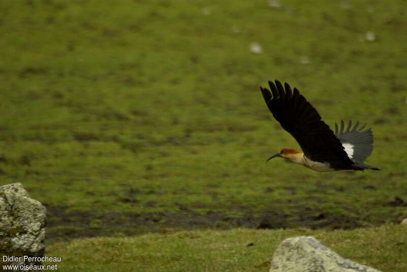 Ibis des Andesadulte, Vol