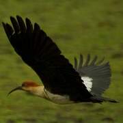 Andean Ibis