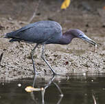 Aigrette bleue