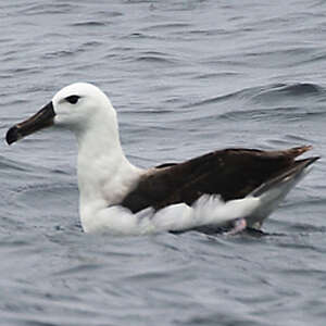 Albatros à sourcils noirs