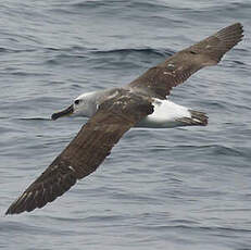 Albatros de Buller