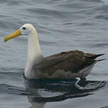 Albatros des Galapagos