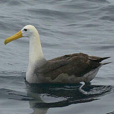 Albatros des Galapagos