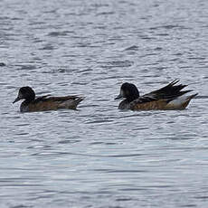 Canard de Chiloé