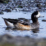 Canard de Chiloé