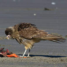 Caracara chimango