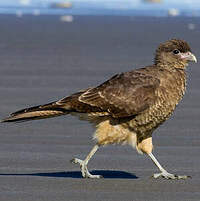 Caracara chimango