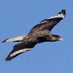 Caracara huppé