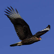 Caracara huppé