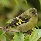 Chardonneret de Magellan