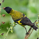 Chardonneret de Magellan