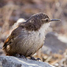 Chilia des rochers