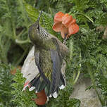 Colibri à plastron noir