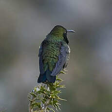 Colibri à plastron noir