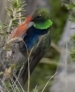 Colibri à plastron noir