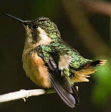 Colibri bourdon