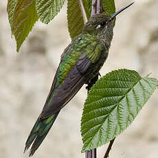 Colibri comète