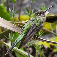 Colibri comète