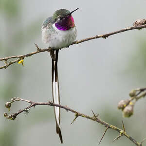 Colibri cora