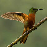 Colibri de Matthews