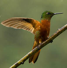 Colibri de Matthews