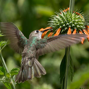 Colibri de Taczanowski