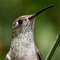 Colibri de Taczanowski