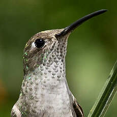 Colibri de Taczanowski