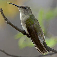 Colibri de Tumbes