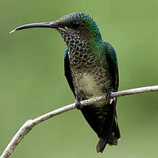 Colibri jacobin