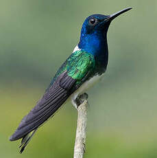 Colibri jacobin