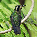 Colibri moucheté