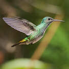 Colibri oenone