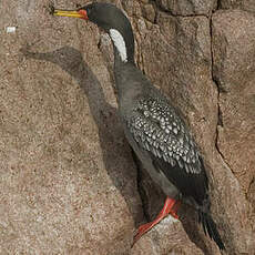 Cormoran de Gaimard