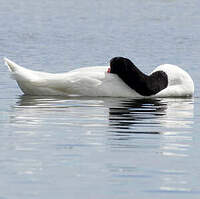 Cygne à cou noir