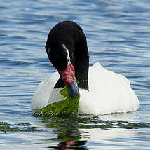 Cygne à cou noir